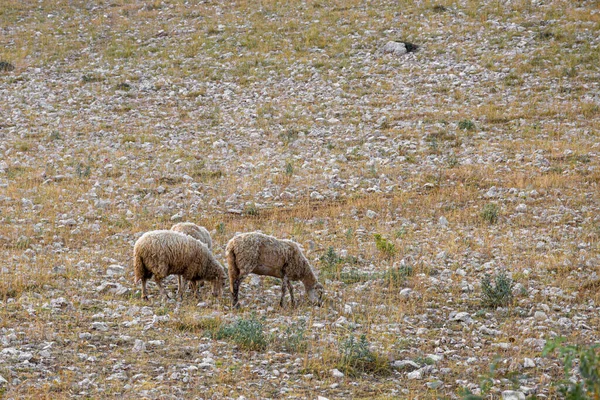 Otlayan Dağ Koyunlarıyla Kumlu Dağlarla — Stok fotoğraf