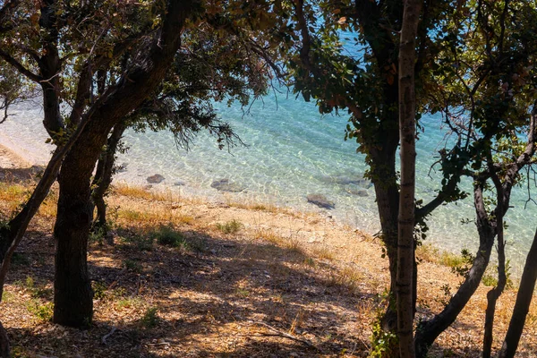 Δέντρα Ένα Βουνίσιο Βράχο Φόντο Γαλάζια Θάλασσα — Φωτογραφία Αρχείου