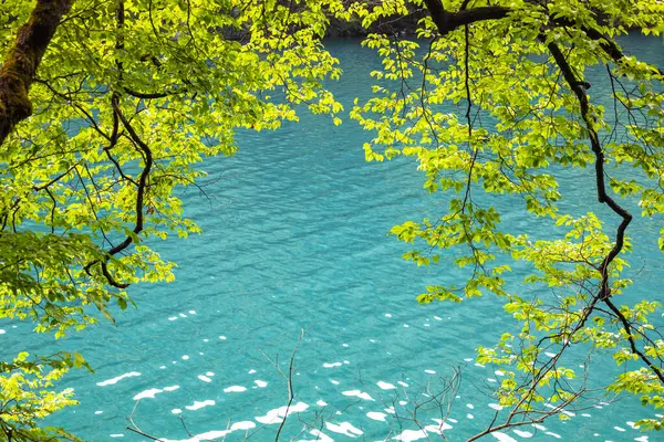 美丽的夏天背景 湖畔蓝水边绿树成荫 夏天明亮的背景 图库照片