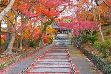 Bishamondo Tapınağı. Japonya 'da bir sonbahar akçaağacı, ağacın kökündeki her rengi okuyarak yerde bırakır. Japonya Kyoto 'da güzel bir sonbahar yaprağı.