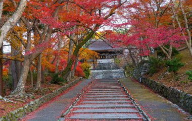 Bishamondo Tapınağı. Japonya 'da bir sonbahar akçaağacı, ağacın kökündeki her rengi okuyarak yerde bırakır. Japonya Kyoto 'da güzel bir sonbahar yaprağı.