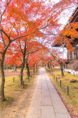 Güzel sonbahar manzarası. Düşen akçaağaç yaprağı mevsimleri. Akçaağaç yaprakları sararır, turunculaşır, sonbaharda Japonya 'nın Kyoto şehrinde kırmızıya döner..
