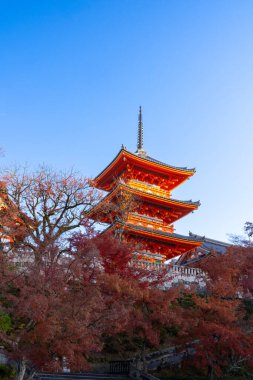  Japonya 'nın Kyoto kentindeki Kiyomizu-dera Tapınağı. Tapınağın canlı kırmızı ve turuncu pagodası açık mavi gökyüzüne karşı duruyor, renkli sonbahar yaprakları manzaranın güzelliğini arttırıyor..