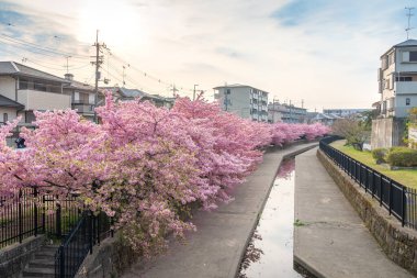 Japonya, Kyoto 'daki Yodo Suiro Su Yolu' nda Kawazu kiraz çiçekleri açıyor..