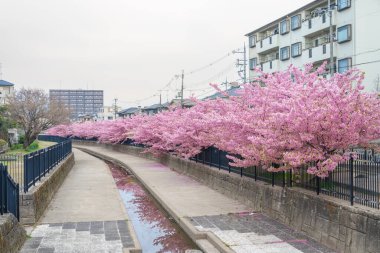Japonya, Kyoto 'daki Yodo Suiro Su Yolu' nda Kawazu kiraz çiçekleri açıyor..