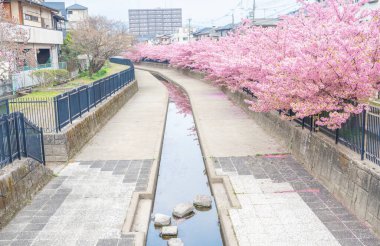 Japonya, Kyoto 'daki Yodo Suiro Su Yolu' nda Kawazu kiraz çiçekleri açıyor..