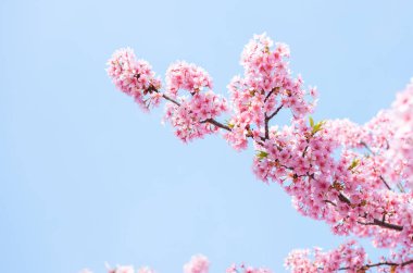 Japonya, Kyoto 'daki Yodo Suiro Su Yolu' nda kawazu kiraz çiçekleri açıyor..