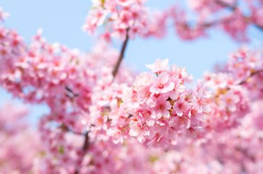 Japonya, Kyoto 'daki Yodo Suiro Su Yolu' nda kawazu kiraz çiçekleri açıyor..