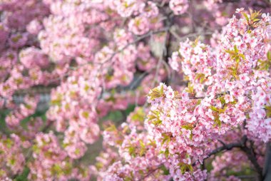 Japonya, Kyoto 'daki Yodo Suiro Su Yolu' nda kawazu kiraz çiçekleri açıyor..