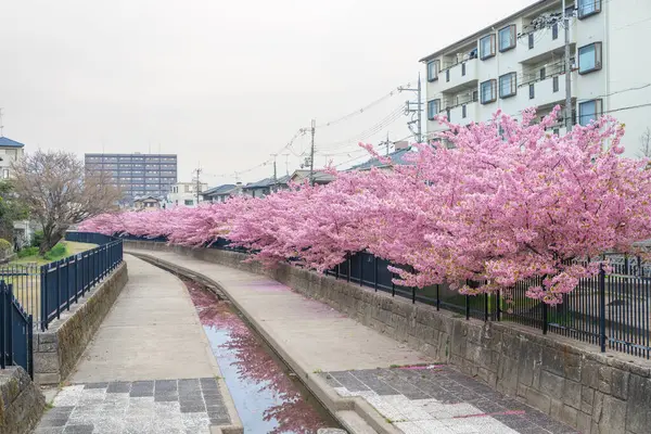 Japonya, Kyoto 'daki Yodo Suiro Su Yolu' nda Kawazu kiraz çiçekleri açıyor..