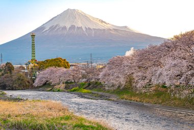 Arka planda Fuji Dağı ve önplanda Urui Nehri bulunan güzel kiraz çiçekleri Fuji Şehri, Shizuoka Japonya 'da popüler bir turistik yerdir..