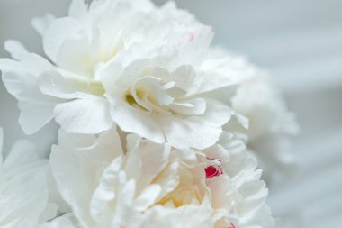 Beyaz şakayık çiçekleriyle soyut bahar mevsimi arkaplanı, fotokopi alanı olan doğal Paskalya çiçekli tebrik kartı resmi