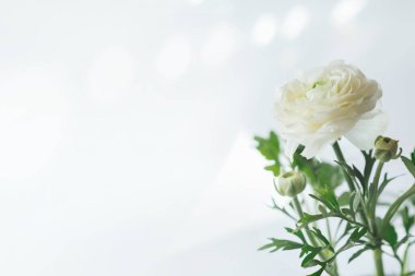Minimalist bahar mevsimi arkaplanı, beyaz bir ranunculus çiçeği, yumuşak odaklı, doğal Paskalya çiçekli tebrik kartı resmi ve kopya alanı