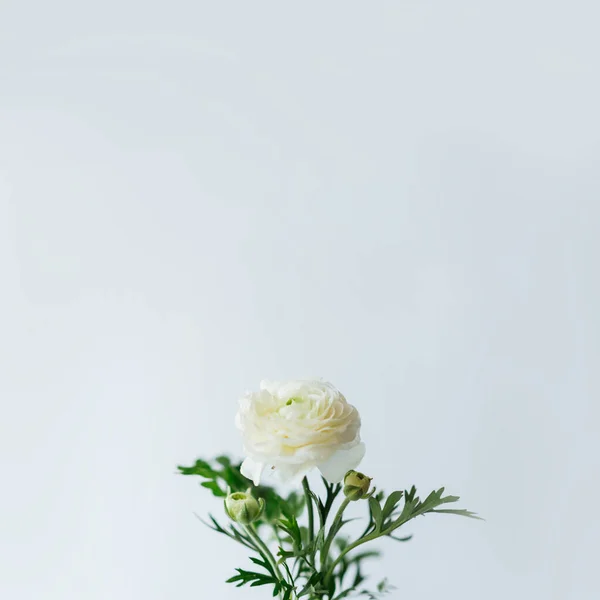 Minimal aesthetic spring seasonal background with a white ranunculus flower, soft focused, natural easter floral greeting card image with copy space