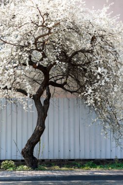 Güzel, çiçek açan kayısı ağacı, bahar çiçekleri kırsalda beyaz çiçekler, bahar çiçekli tebrik kartı.