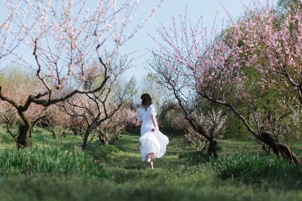 Young Girl White Dress Running Blooming Spring Peach Tree Garden — Stock Photo, Image
