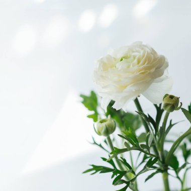 Abstract spring seasonal background with a white ranunculus flower, soft focused, natural easter floral greeting card image with copy space
