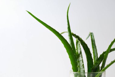 Fresh green aloe vera plant leaves on a white neutral background.