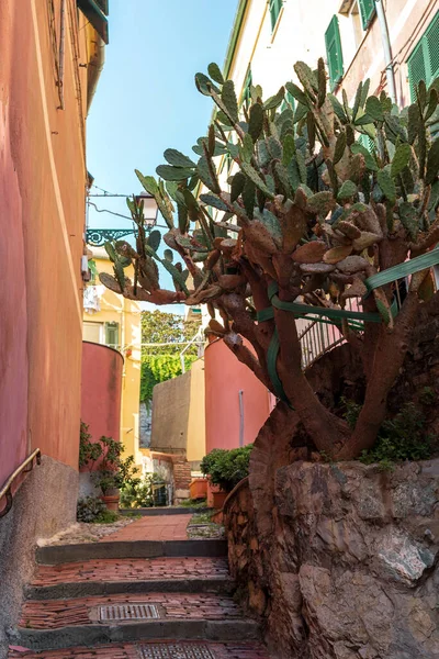 Small curved street in old European city in Italy. Large cactus bush and buildings with colored walls and wooden shutters