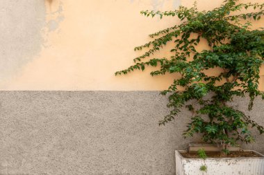 Textured rustic wall and decorative outdoor plant in a pot, a traditional old European village architecture in Italy