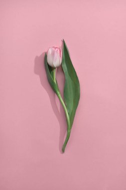 Elegant tulip flower on a pastel pink background, minimalist aesthetic greeting card template. Mothers day, women's day celebration concept