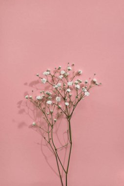 Minimalist aestethic floral composition, gypsophila flower with sunlight shadows on a pale pink background
