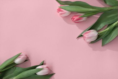 Aesthetic floral composition, tulip flowers on apastel pink background, greeting card template. Womens day or Mothers day concept.