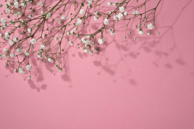 Elegant floral spring background with a gypsophila flower and sunlight shadows on pink, copy space