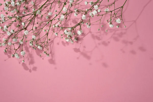 Eleganckie Wiosenne Tło Kwiatowe Cygańskimi Kwiatami Słonecznymi Cieniami Różowym Tle — Zdjęcie stockowe