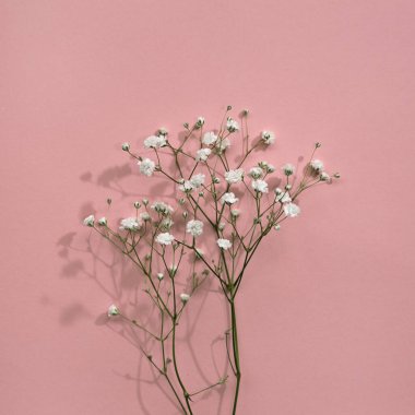 Elegant aesthetic minimalist gypsophila flower on a pastel pink background, holiday floral greeting card template