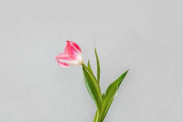 Single Tulip Flower Gray Background Minimalist Aesthetic Spring Card Mothers — Stock Photo, Image