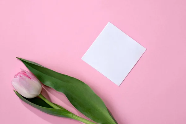 Carta Carta Vuota Tulipano Sfondo Rosa Modello Vacanza Minimalista Modello — Foto Stock