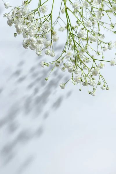 Fleurs Blanches Avec Des Ombres Lumière Soleil Sur Fond Blanc — Photo