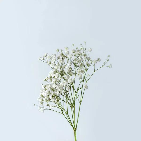 Fleur Blanche Gypsophile Sur Fond Blanc Composition Florale Esthétique Minimaliste — Photo