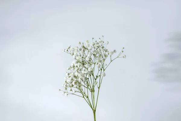 Minimalist yaşam tarzı çiçekli arka plan, çiçekli beyaz bir fonda çingene çiçeği. Çiçek tebrik kartı veya marka şablonu