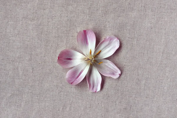 Single Flower Pink Petals Neutral Beige Linen Background Minimal Aesthetic — Stock Photo, Image
