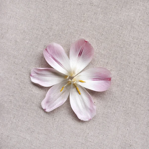 Flower Petals Neutral Beige Linen Textile Texture Background Subtle Sophisticated — Stock Photo, Image