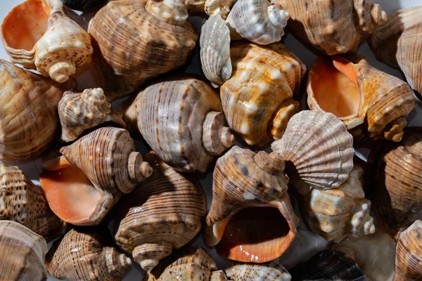 Různé Teplé Hnědé Béžové Mořské Skořápky Textury Pláži Estetické Přírodní — Stock fotografie