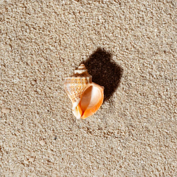 Minimalist aesthetic summer vacation concept, nature environment background, sea conch with sun light shadow on a neutral beige beach sand texture