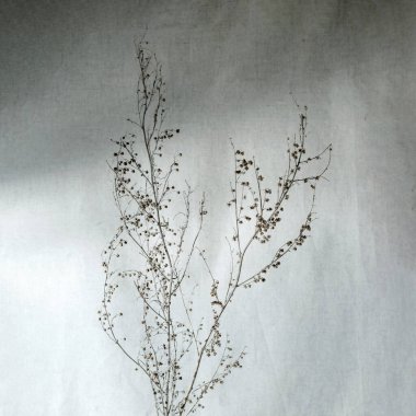 Kuru çayır çiçeği, nötr gri arkaplanda estetik güneş ışığı gölgeleri, minimalist estetik İskandinav tarzı arkaplan