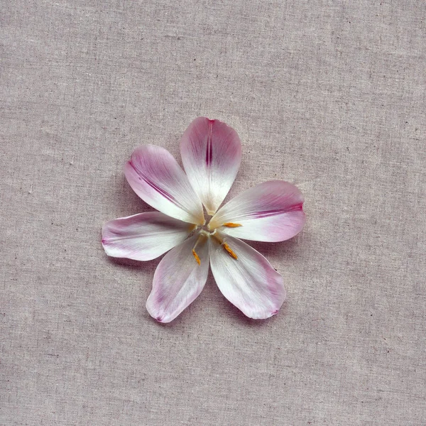 Single Pink Flower Petals Neutral Beige Linen Texture Background Minimalist — Stock Photo, Image