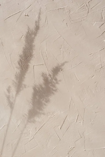 Sommer Ästhetische Minimalistische Sonnenlicht Schatten Hintergrund Mit Wiese Spikelet Silhouette — Stockfoto