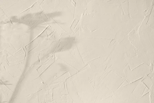 Естетичний Квітковий Фон Сонячними Світлими Тінями Лугової Квітки Бежевому Фактурному — стокове фото
