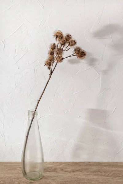 透明なガラス瓶の中に乾いた草原草の花束中性壁に審美的な太陽の光の影 ミニマルな花のインテリアデザイン グリーティングカードテンプレート 花瓶のドライブルドック — ストック写真