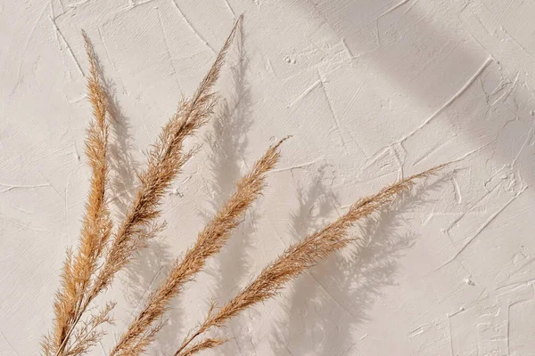 夏天的自然背景 干燥的草地草束和阳光阴影在中性米黄色纹理墙壁上 复制空间 — 图库照片