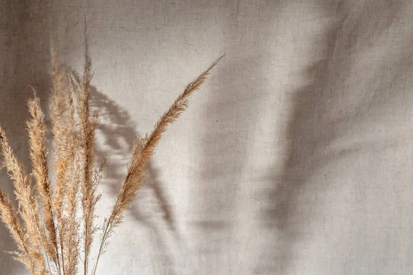 Abstraktes Florales Sonnenlicht Auf Neutralem Beigem Leinenhintergrund Getrocknete Wiesengrashalme Nahaufnahme — Stockfoto