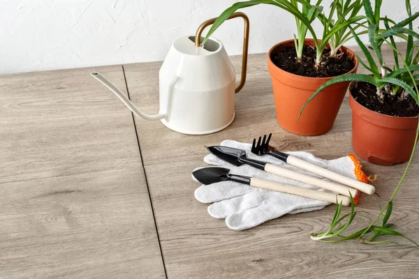 屋内園芸の概念 鉢の植物 散水缶 木製の床の庭の仕事のための熊手と手袋 コピースペース — ストック写真