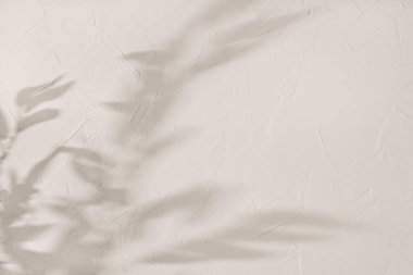 Beton bir duvarda zarif minimalist dal gölgesi, estetik çiçek yaprakları arka plan, kopyalama alanı