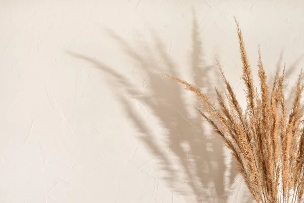 乾燥した草原草の花束とベージュの壁の背景にエレガントな太陽の光の影 審美的な夏の背景 コピースペース — ストック写真