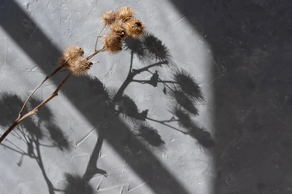 Dried meadow burdock flower and aesthetic floral sunlight shadows on a gray concrete wall texture, elegant minimalist summer background, branding or blog template
